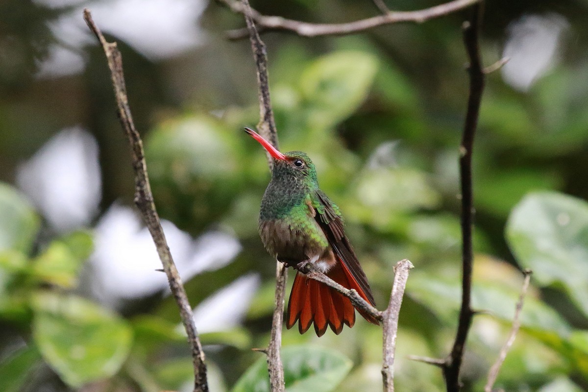 Rufous-tailed Hummingbird (Rufous-tailed) - Neil Osborne