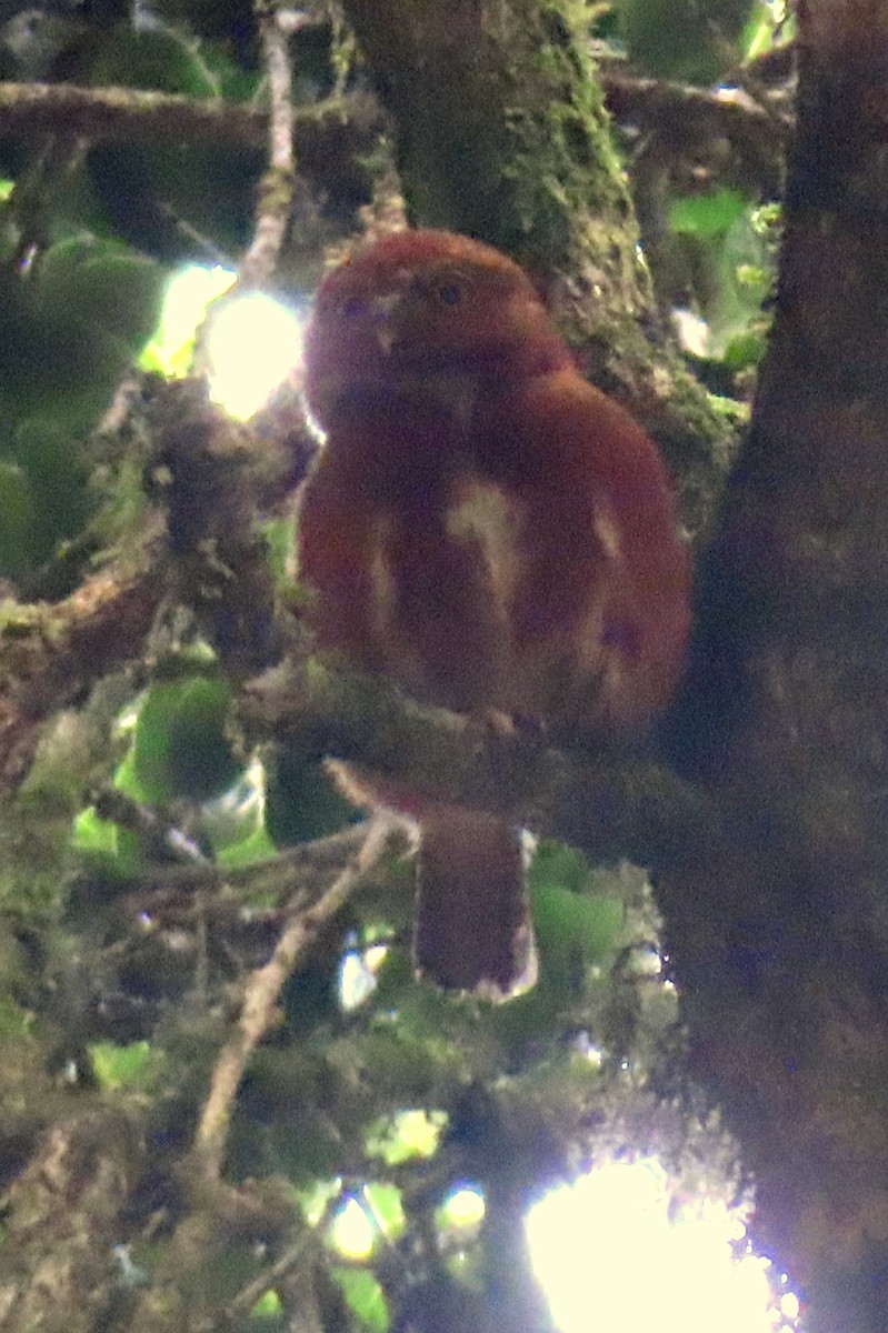 Costa Rican Pygmy-Owl - ML616948836