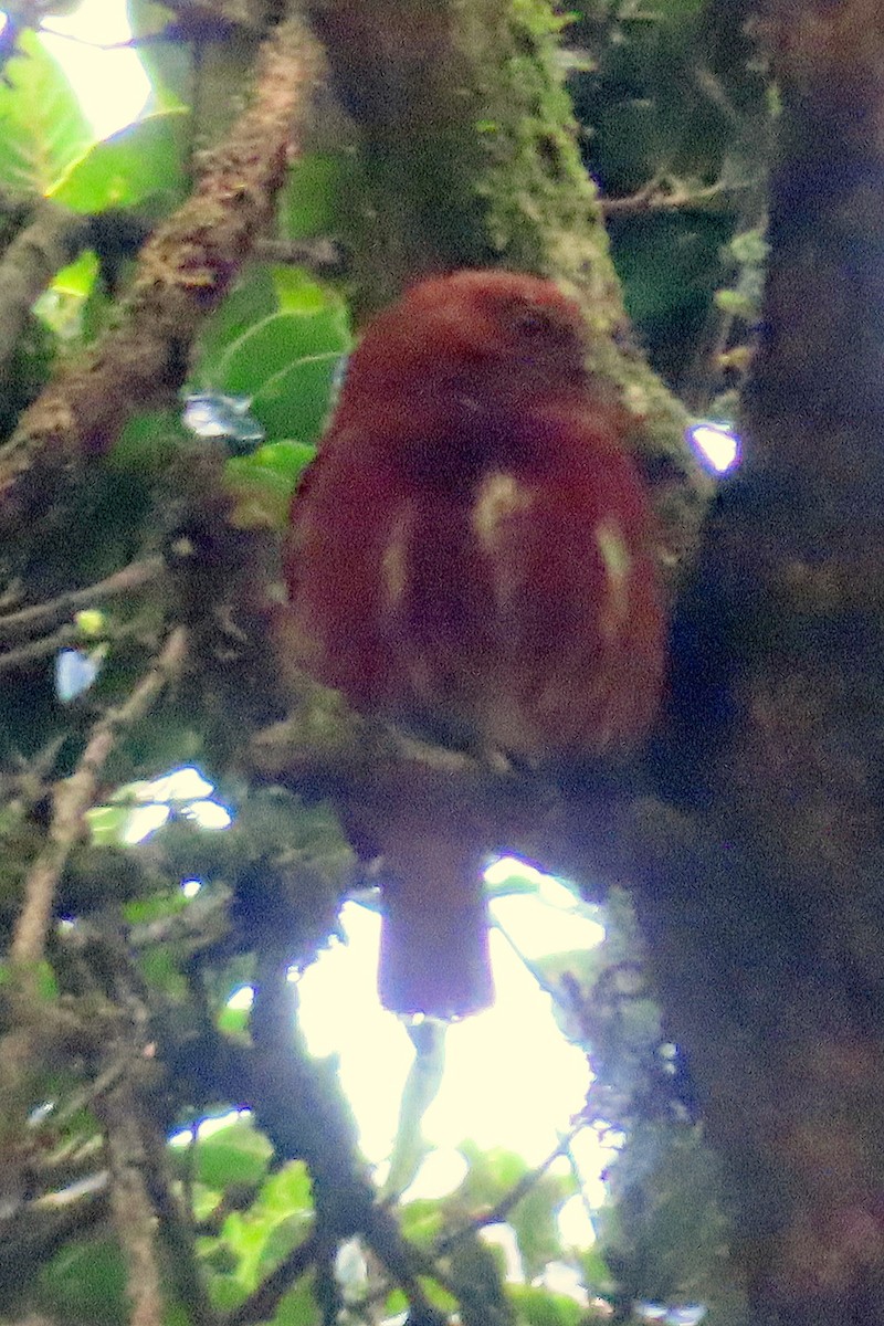 Costa Rican Pygmy-Owl - ML616948837