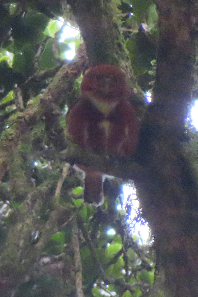 Costa Rican Pygmy-Owl - ML616948838