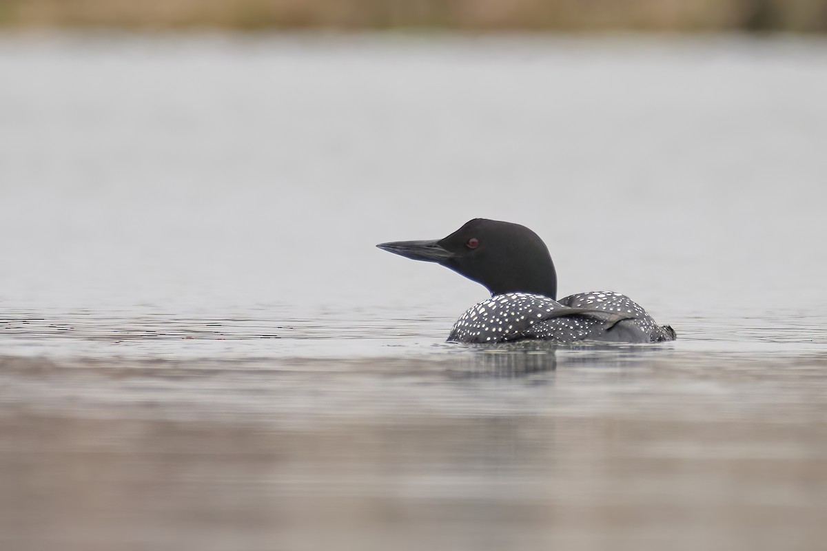 Common Loon - Charlie Shields