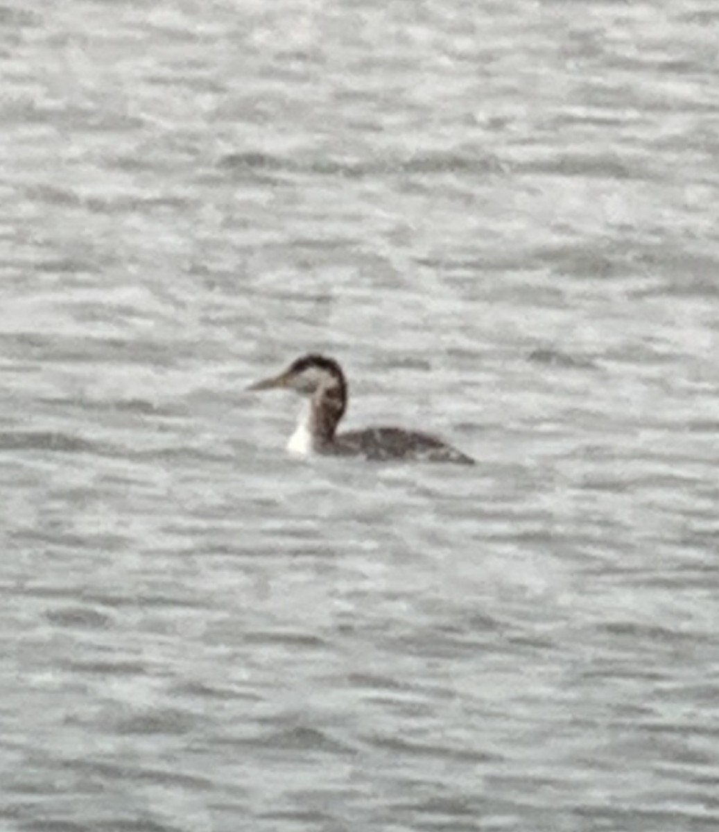 Red-necked Grebe - ML616948865
