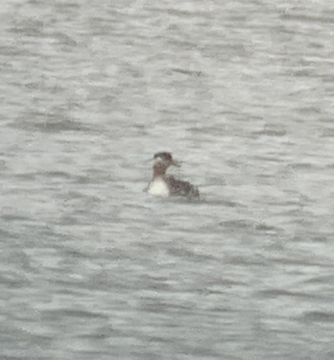 Red-necked Grebe - ML616948866