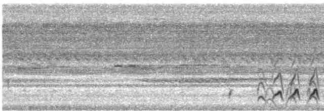 Bändernachtschwalbe - ML616948990