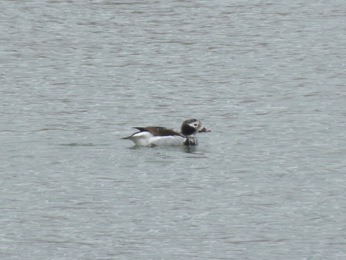 Long-tailed Duck - Anne Longmore