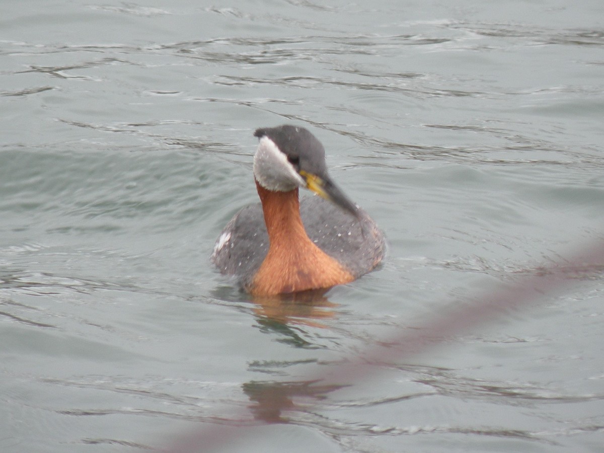 Red-necked Grebe - ML616949109