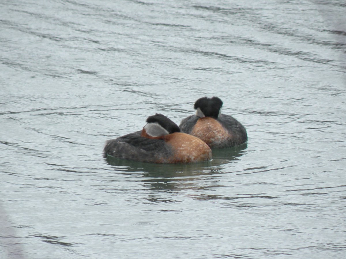 Red-necked Grebe - ML616949110