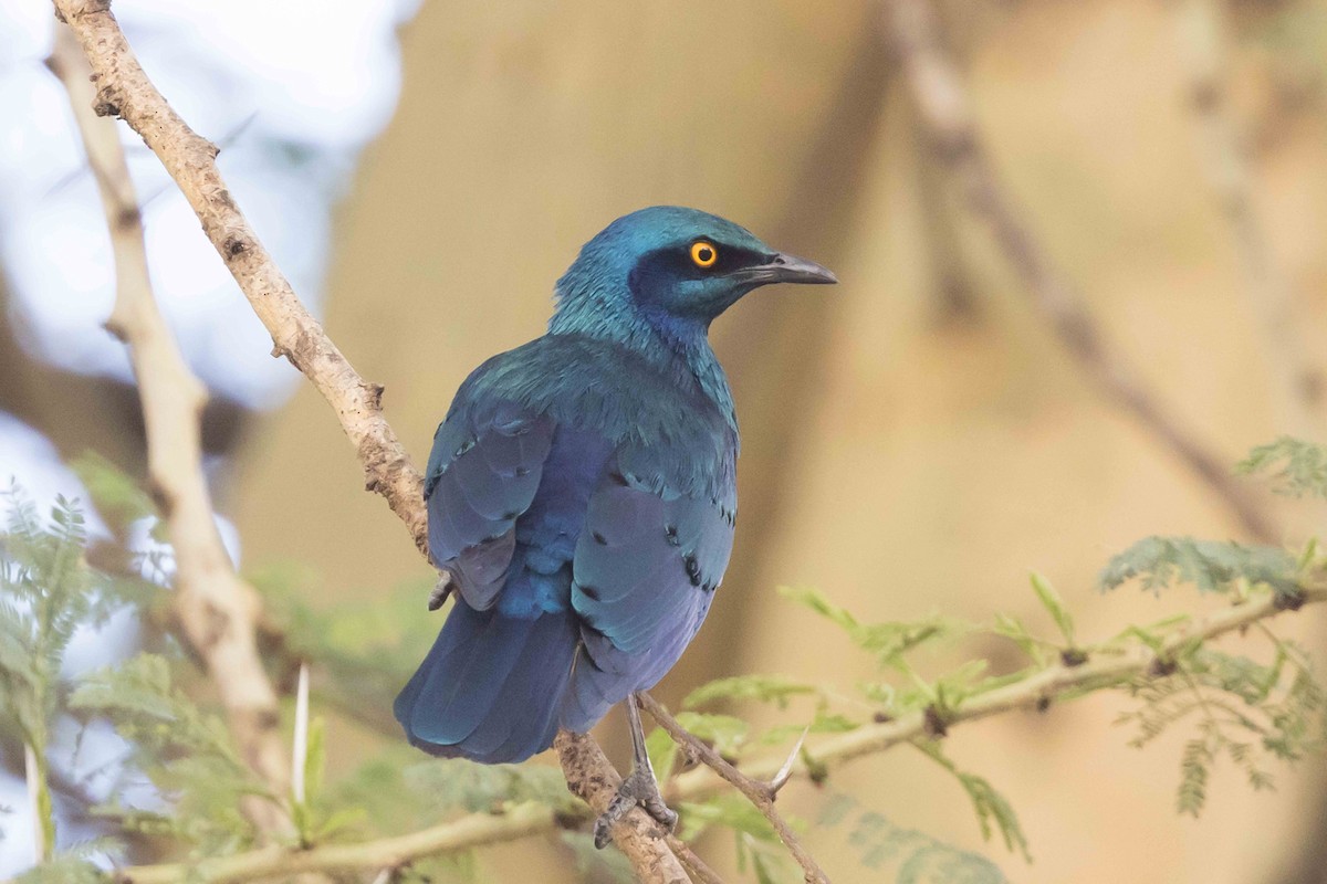 Greater Blue-eared Starling - ML616949145