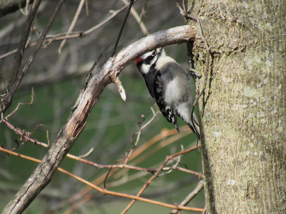 Downy Woodpecker - ML616949203
