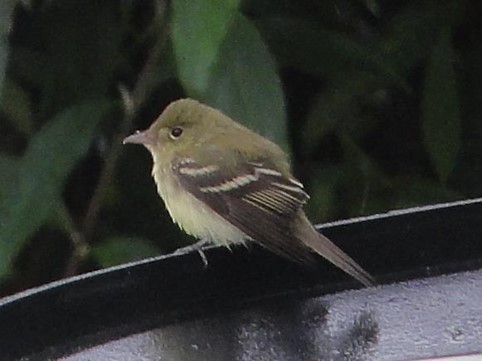 Acadian Flycatcher - Barry Reed