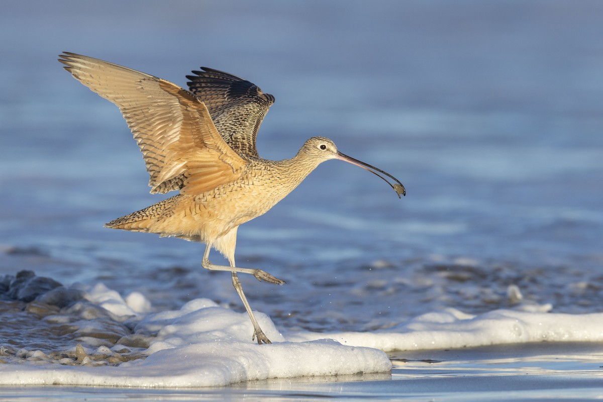 Long-billed Curlew - ML616949366