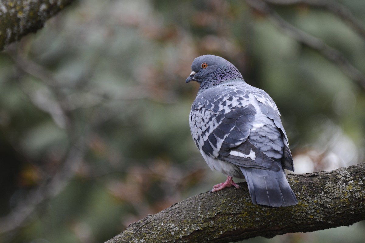 Rock Pigeon (Feral Pigeon) - ML616949490