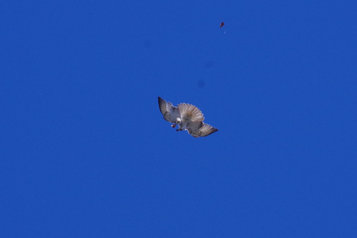 Red-tailed Hawk (borealis) - ML616949531