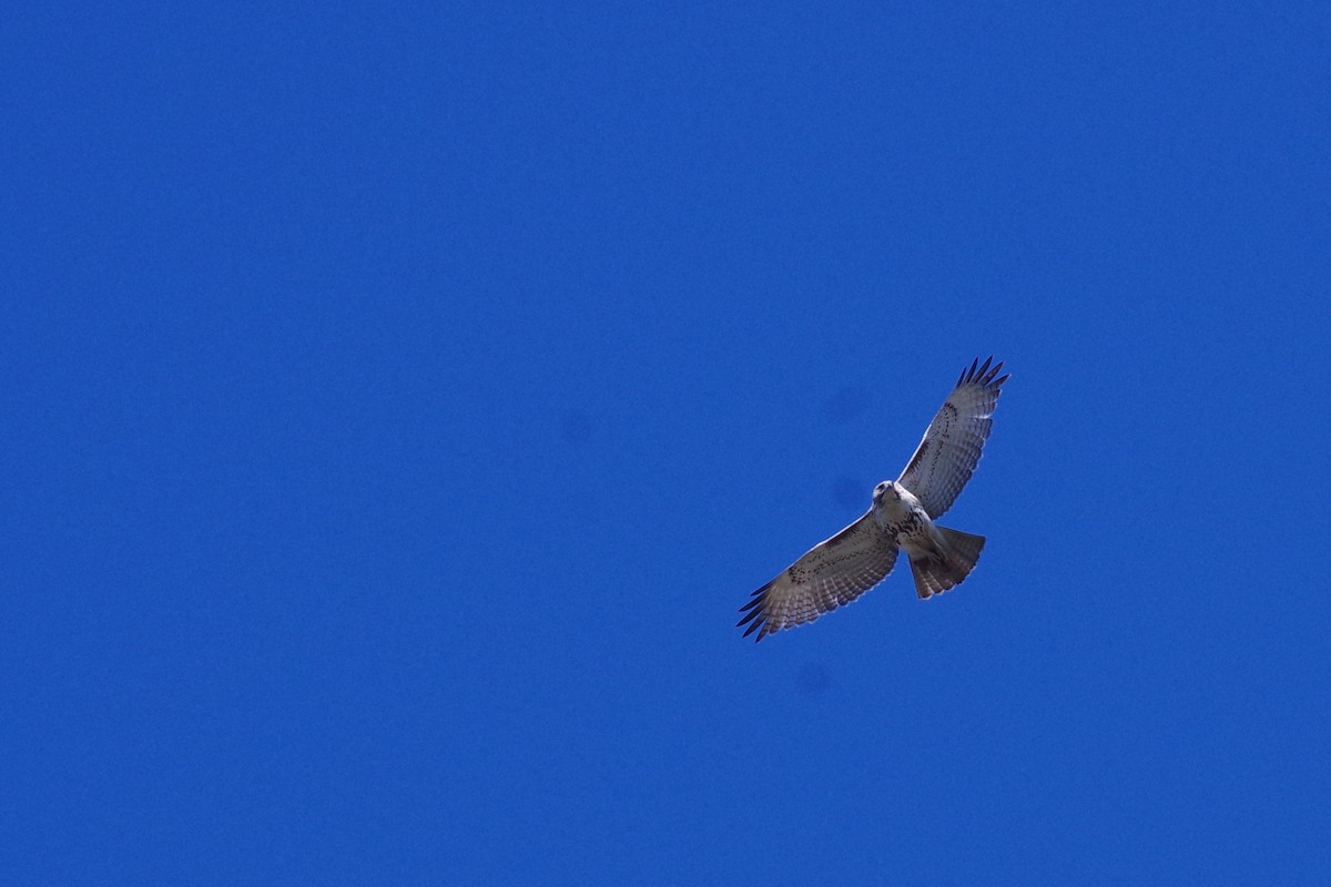 Red-tailed Hawk (borealis) - ML616949533