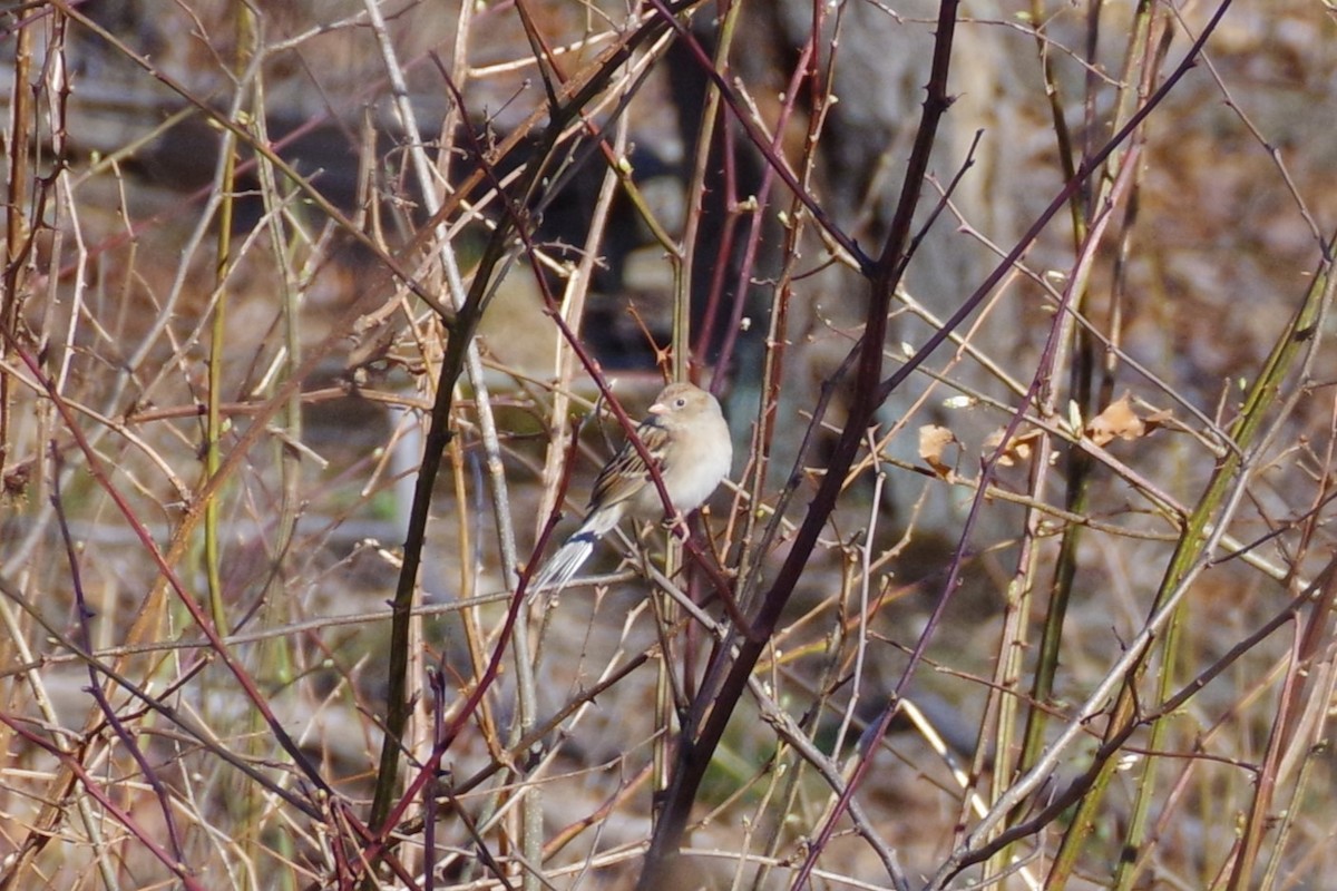 Field Sparrow - ML616949554