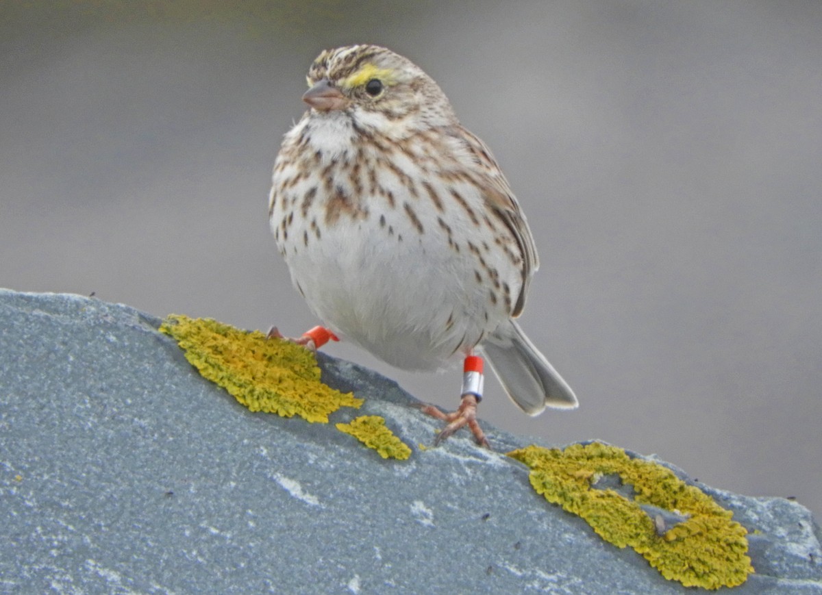 Savannah Sparrow (Ipswich) - Ray Wershler