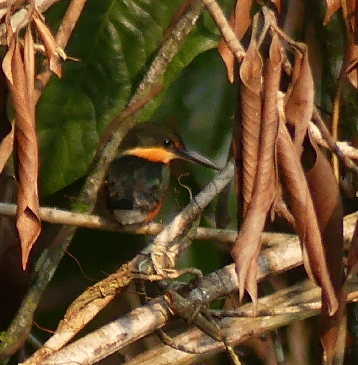 American Pygmy Kingfisher - ML616949588