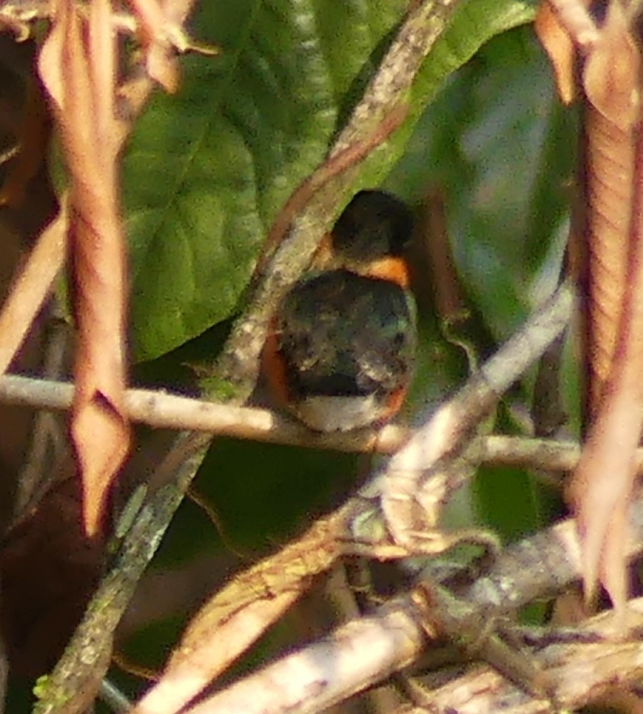 American Pygmy Kingfisher - ML616949589