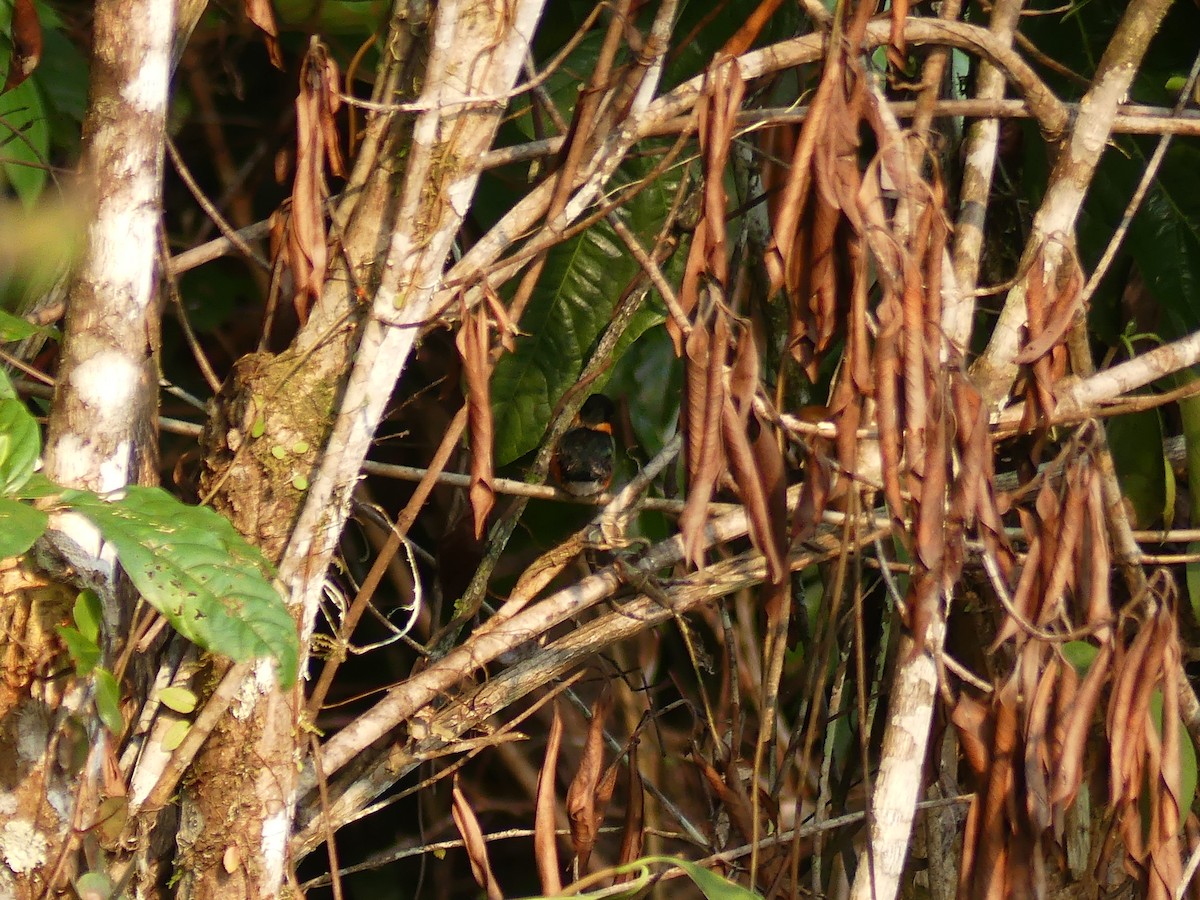 American Pygmy Kingfisher - ML616949590