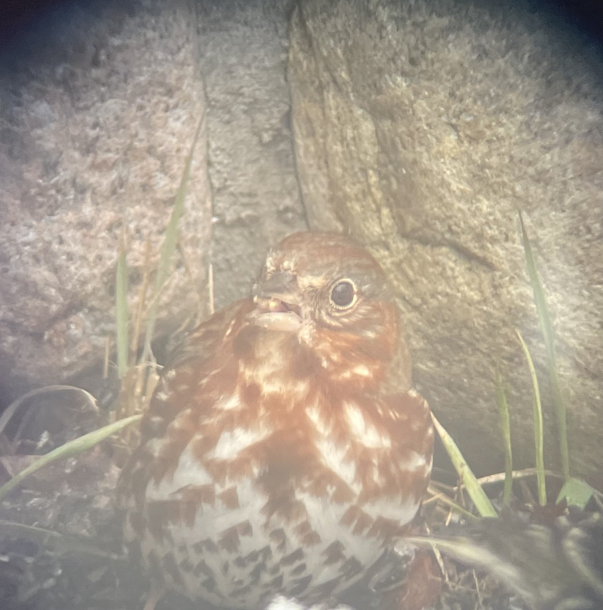 Fox Sparrow (Red) - ML616949637