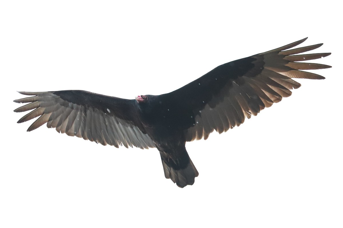 Turkey Vulture - ML616949833