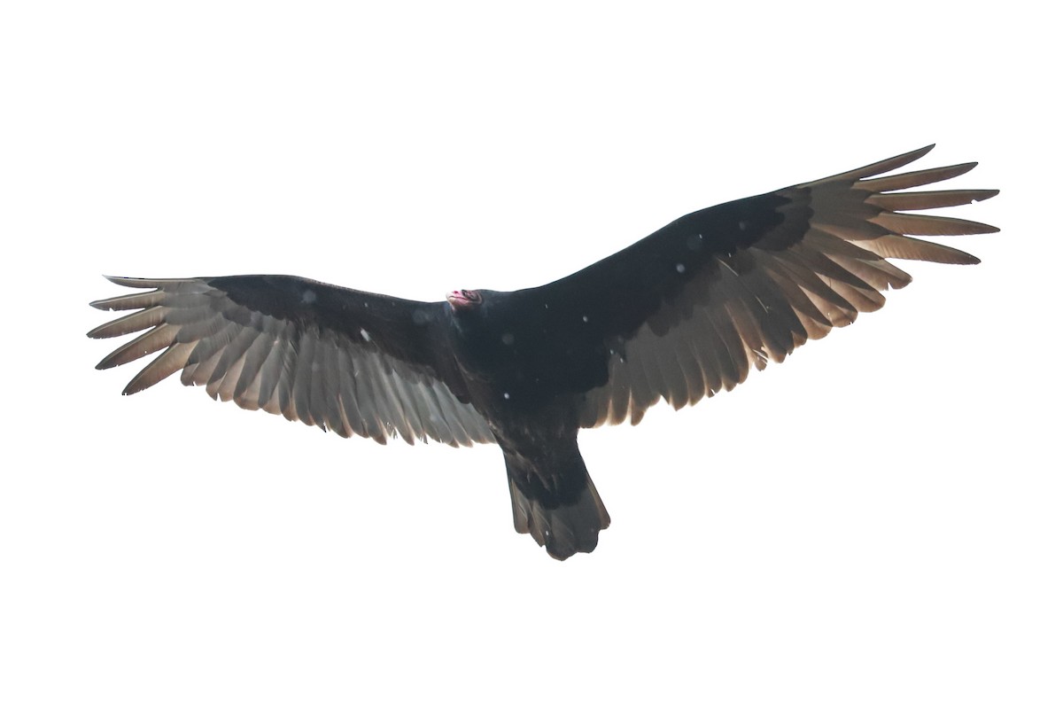 Turkey Vulture - ML616949834