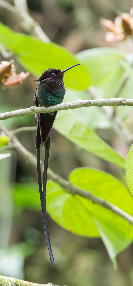 kolibřík černozobý - ML616949894