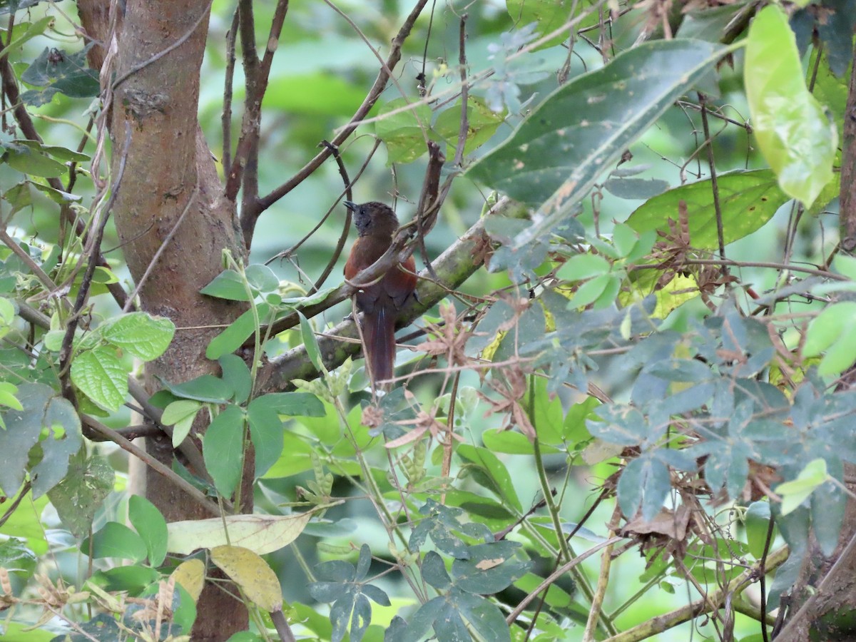 Rufous-breasted Spinetail - ML616949909