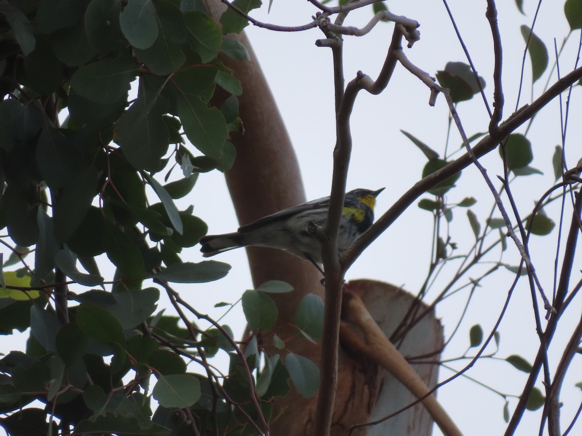 Yellow-rumped Warbler (Audubon's) - ML616949979