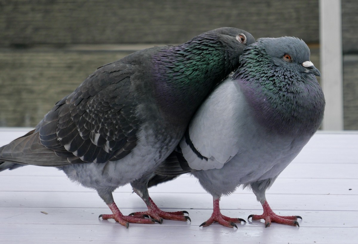 Rock Pigeon (Feral Pigeon) - ML616950069