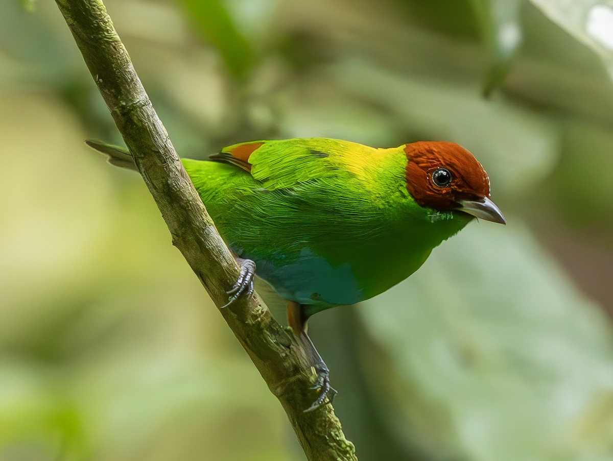 Rufous-winged Tanager - ML616950094
