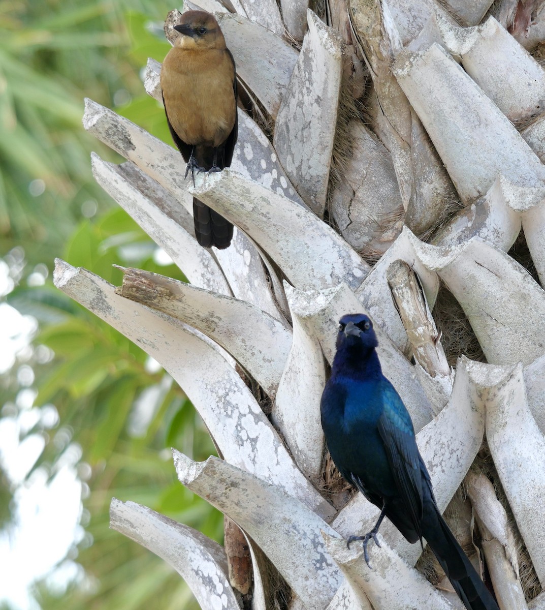 Boat-tailed Grackle - ML616950096