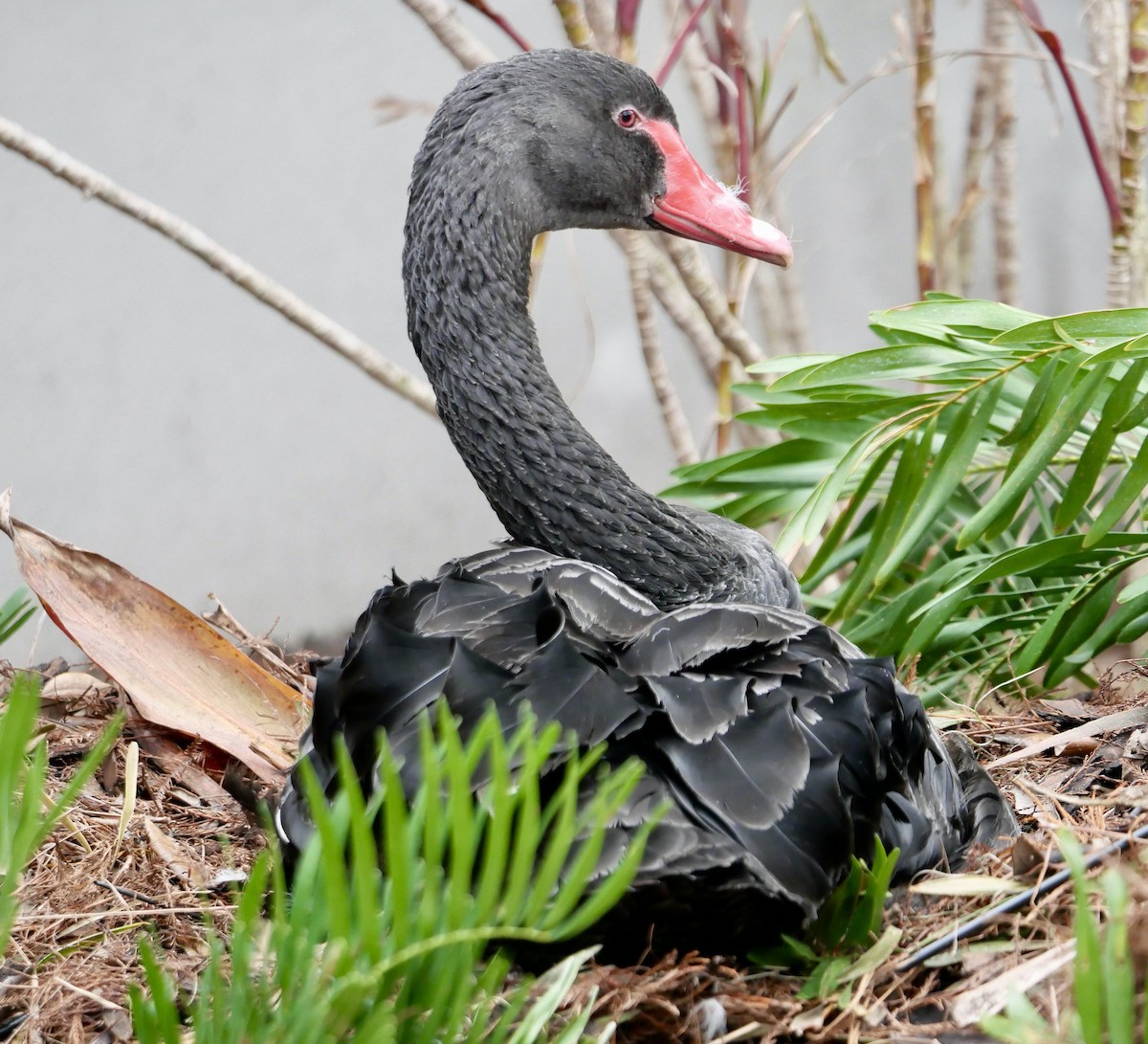 Black Swan - ML616950126