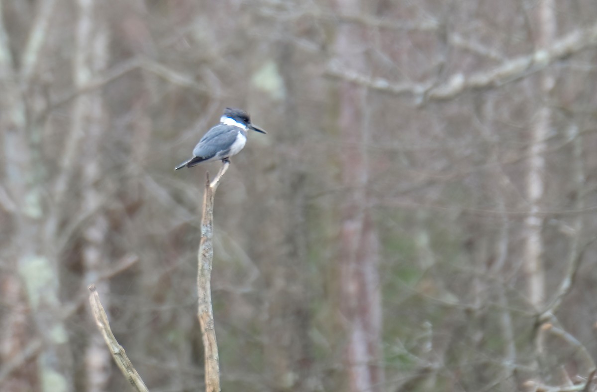 Belted Kingfisher - ML616950289