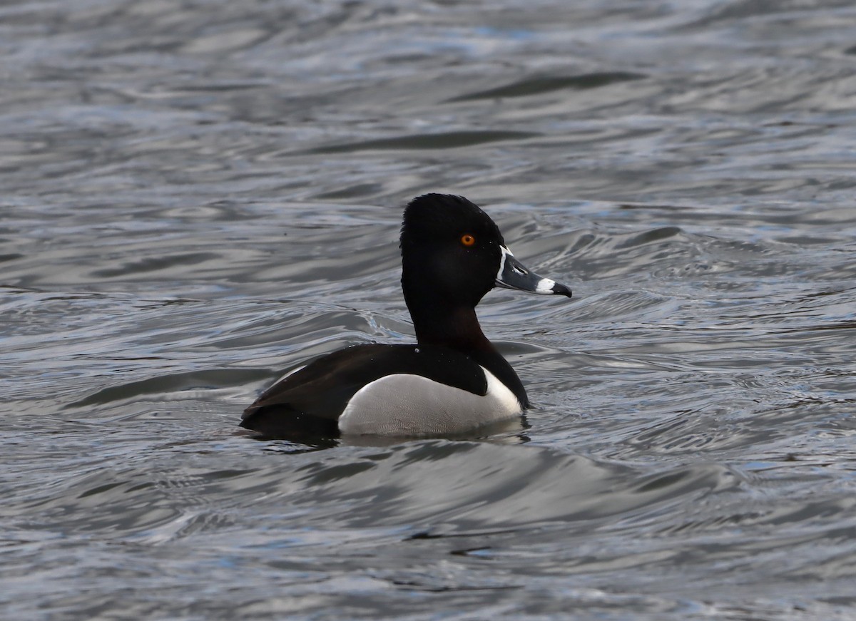 New York Breeding Bird Atlas Checklist - 5 Apr 2024 - Hempstead Lake SP ...