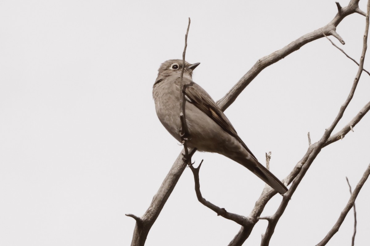 Townsend's Solitaire - ML616950502