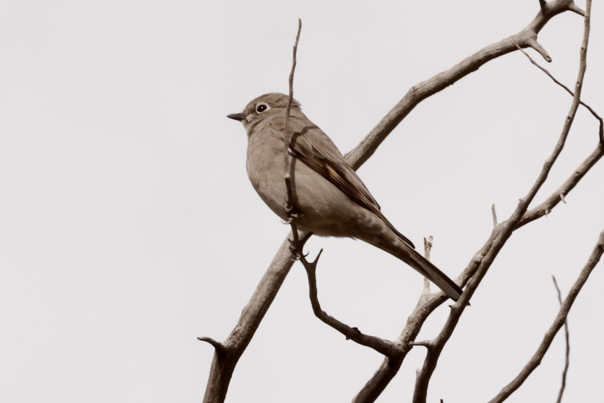 Townsend's Solitaire - ML616950503