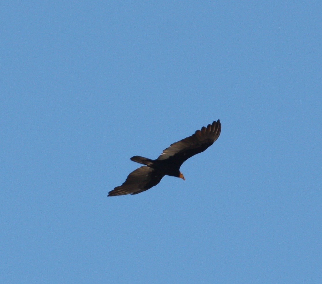 Greater Yellow-headed Vulture - ML616950515