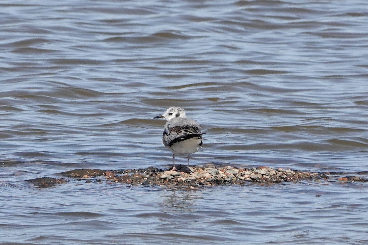 eBird Checklist 5 Apr 2024 Higley and Ocotillo Rds. ponds 45 species