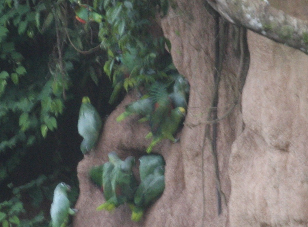 Yellow-crowned Parrot - Mick Baisley