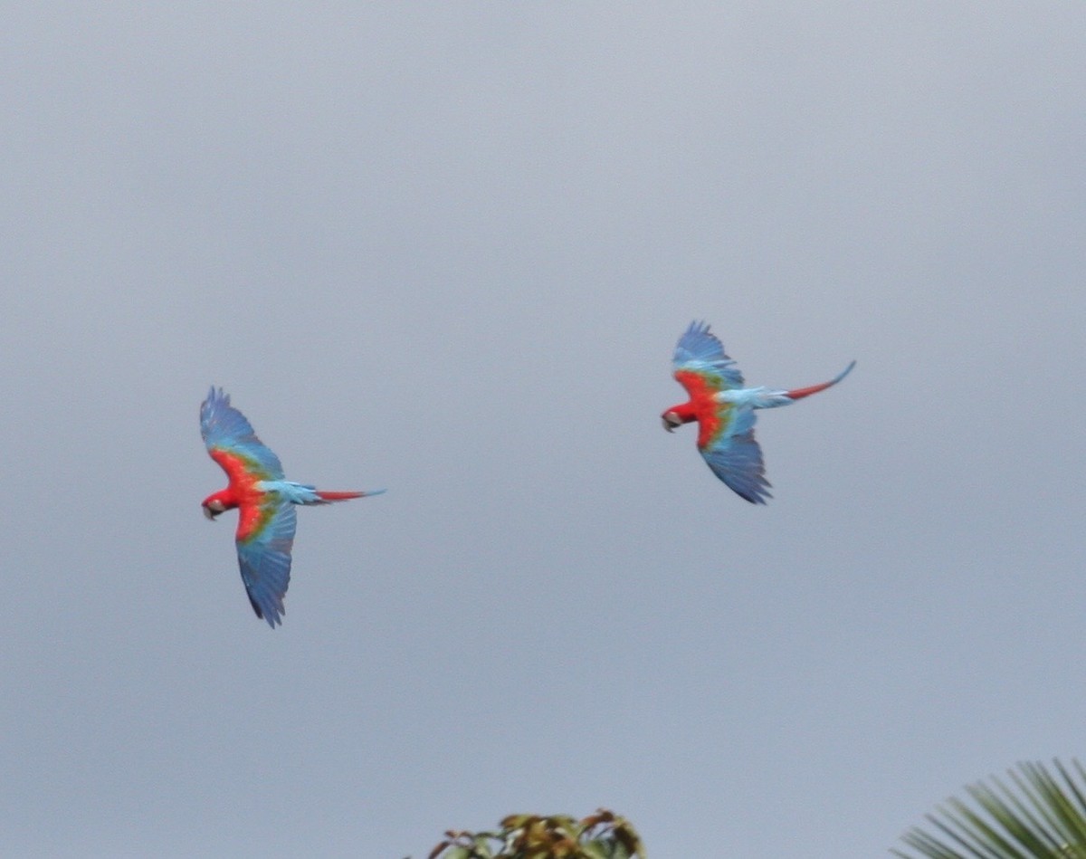 Red-and-green Macaw - ML616950643