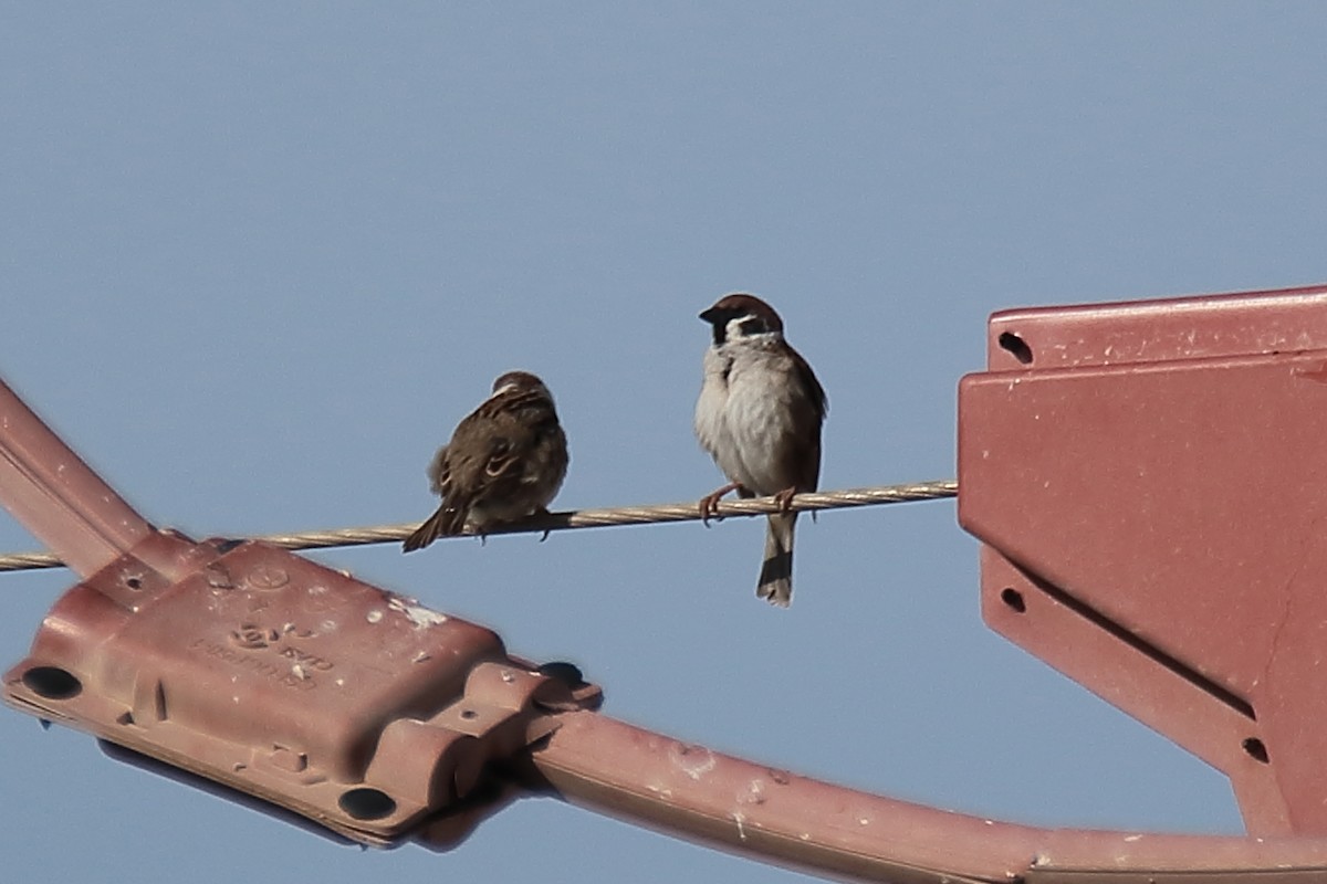 Eurasian Tree Sparrow - ML616950724