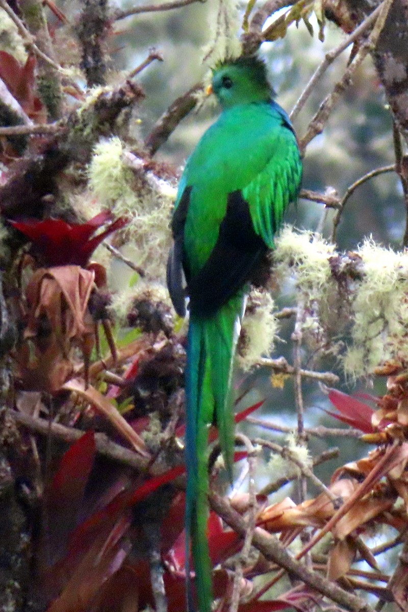 Resplendent Quetzal (Costa Rican) - ML616950767