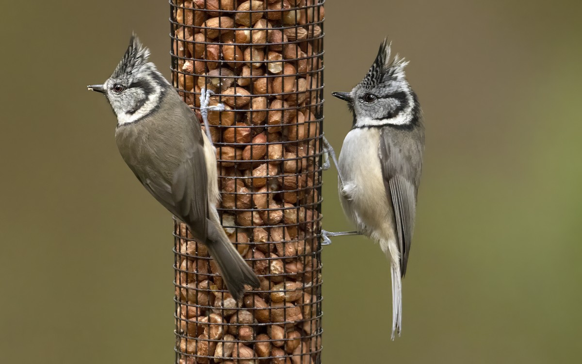 Crested Tit - ML616950856