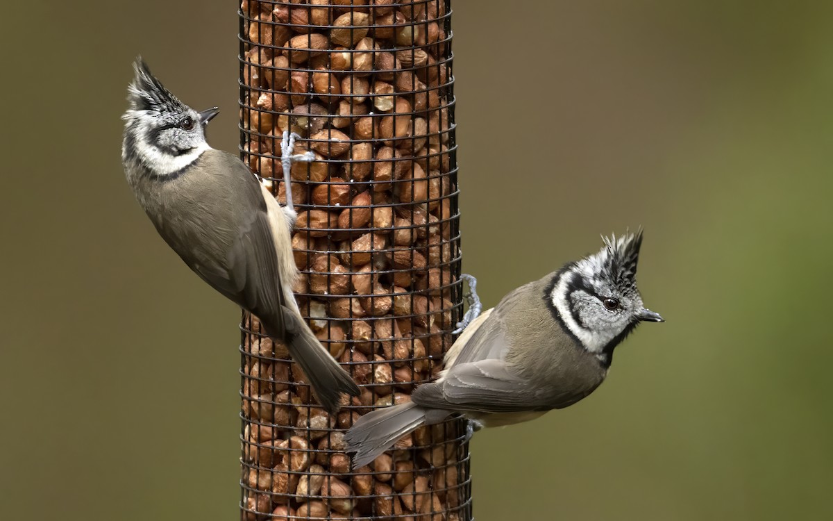 Crested Tit - ML616950860