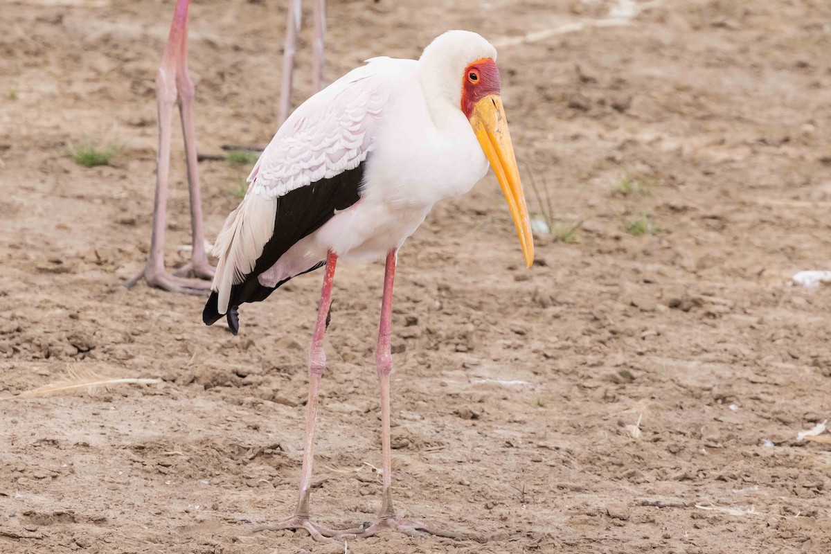 Yellow-billed Stork - Linda Rudolph