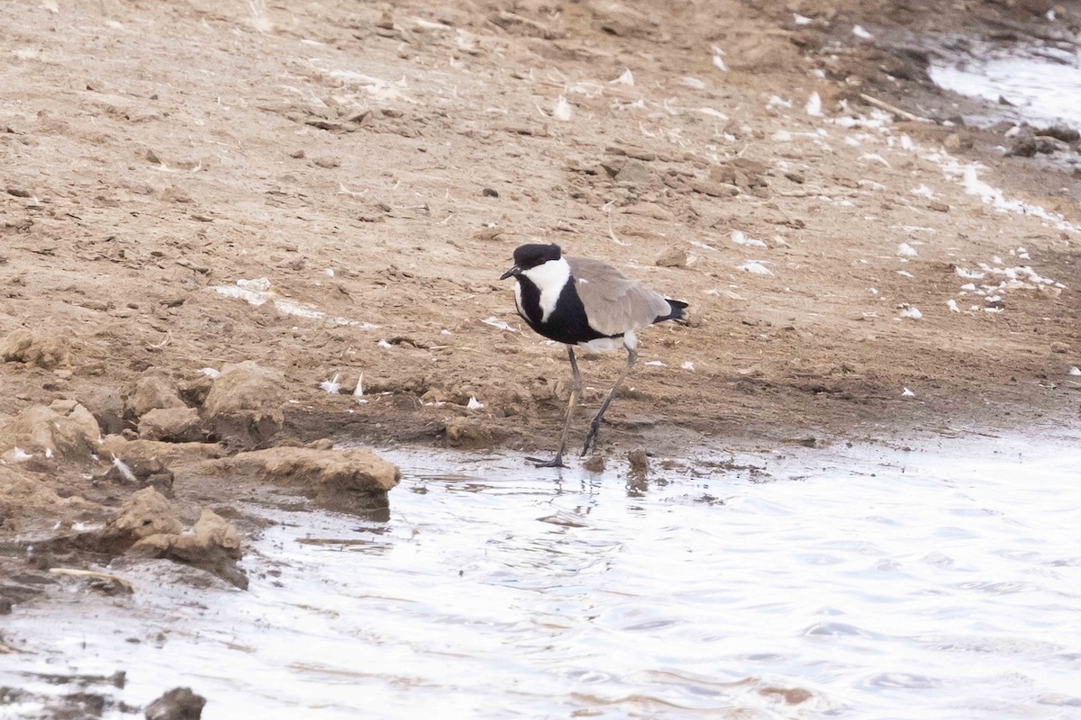 Spur-winged Lapwing - ML616950912