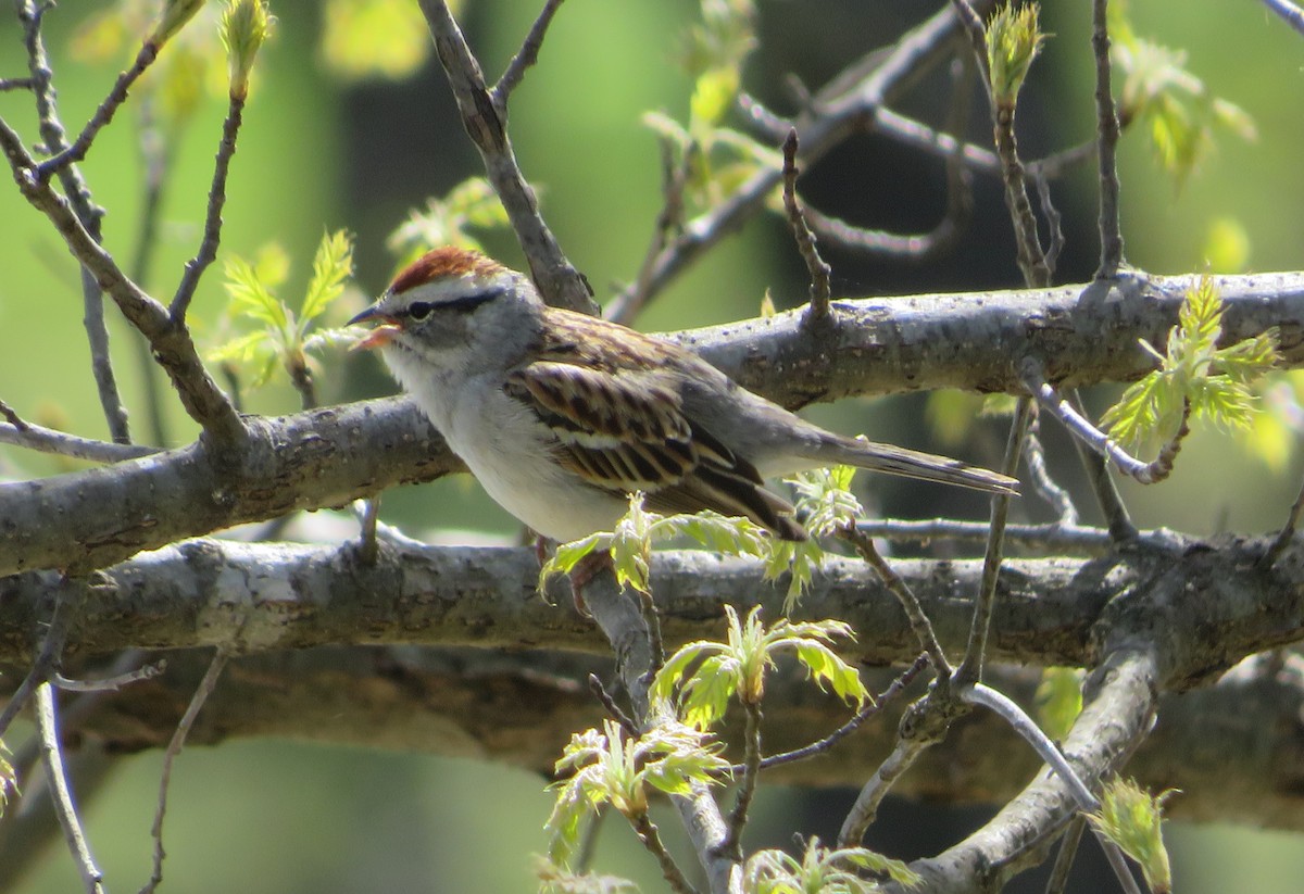 Chipping Sparrow - ML616950921