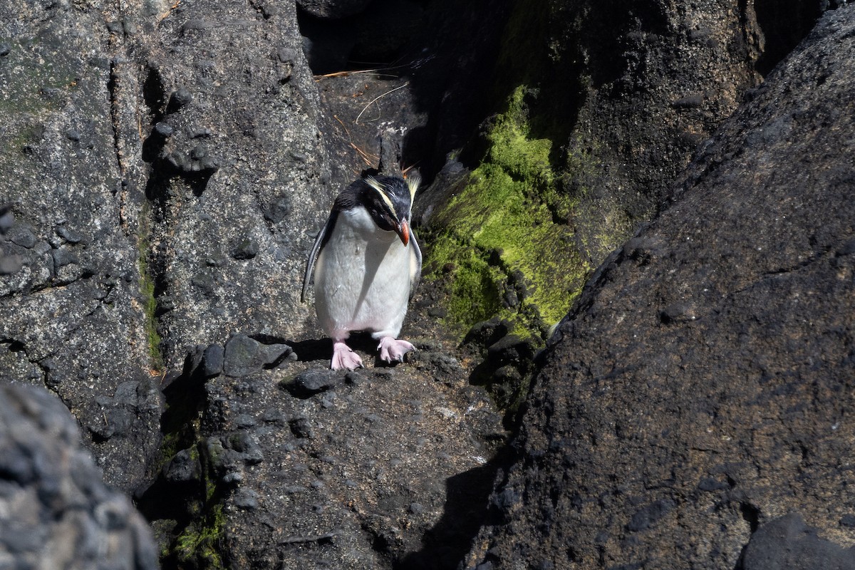 Fiordland Penguin - ML616951267