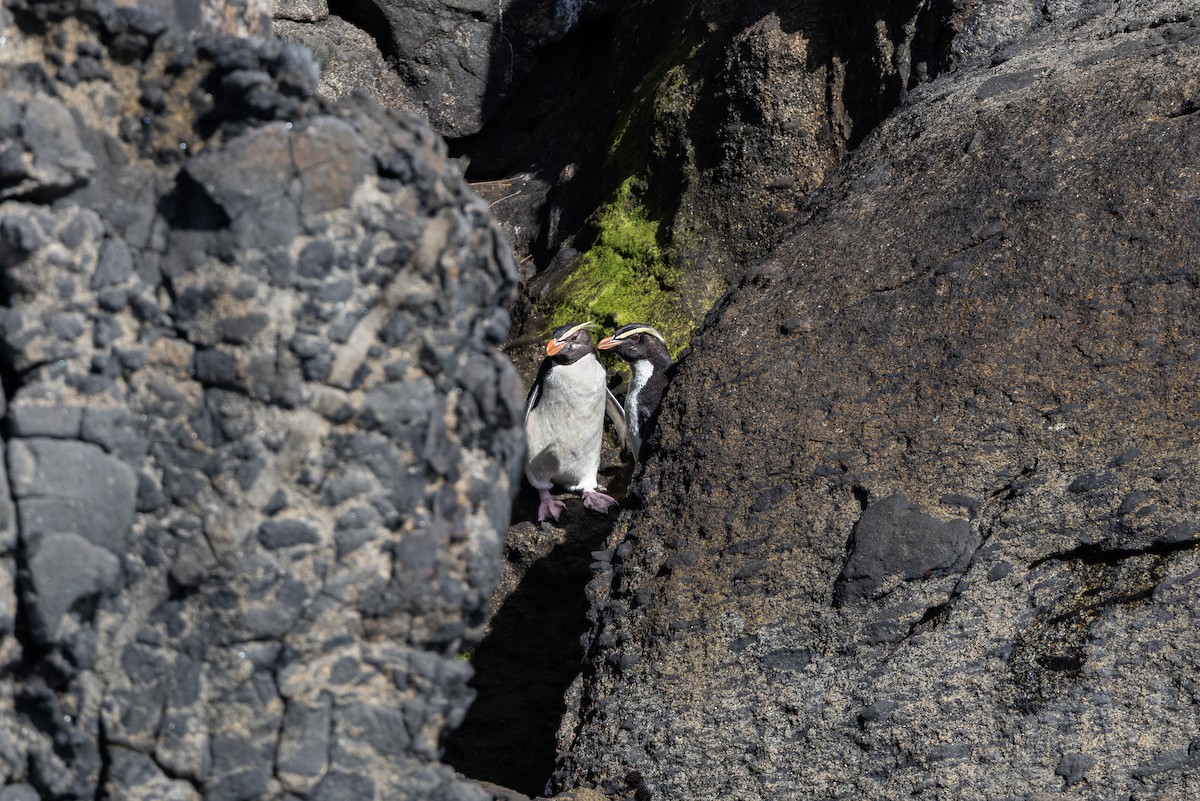 Fiordland Penguin - ML616951268